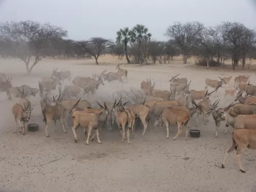 Not Out Of The Ordinary To See Two To Three Hundred Animals A Day